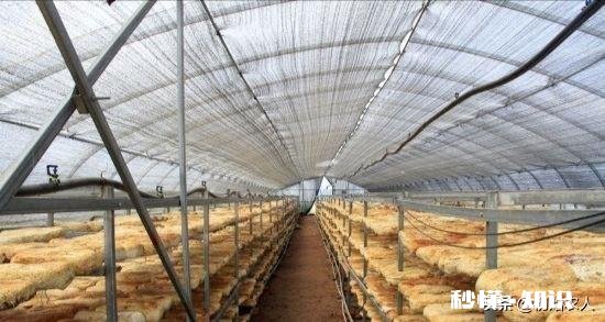 农村种植滑子蘑怎么管理