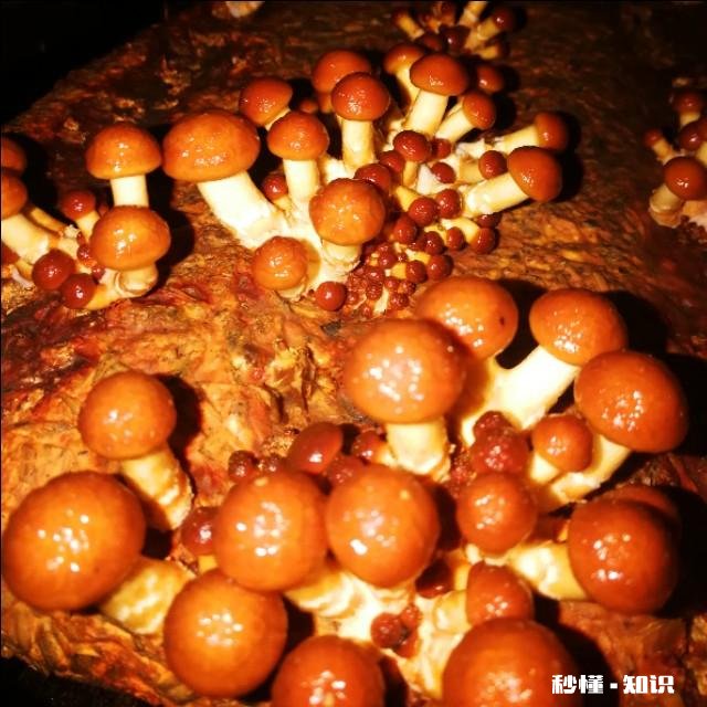 农村种植滑子蘑怎么管理