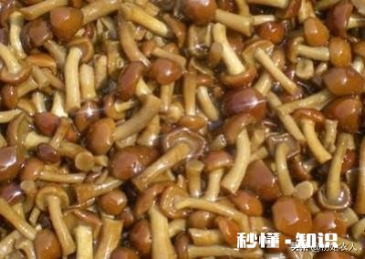 农村种植滑子蘑怎么管理