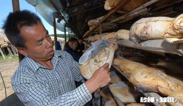 农村种植滑子蘑怎么管理