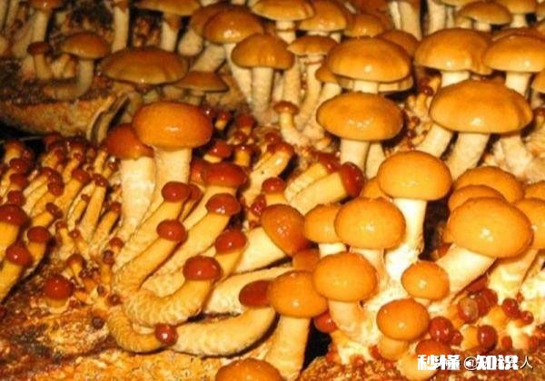 农村种植滑子蘑怎么管理