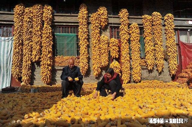 今年玉米进口量同比增长30%,会对国内玉米价格产生怎样的影响