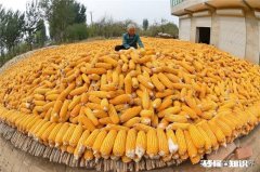 今年玉米进口量同比增长30%，会对国内玉米价格产生怎样的影响