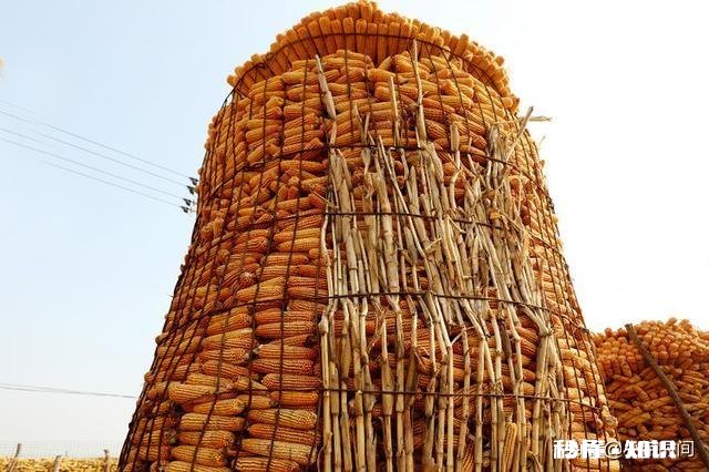 今年玉米进口量同比增长30%,会对国内玉米价格产生怎样的影响