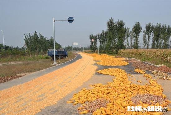 今年玉米进口量同比增长30%,会对国内玉米价格产生怎样的影响