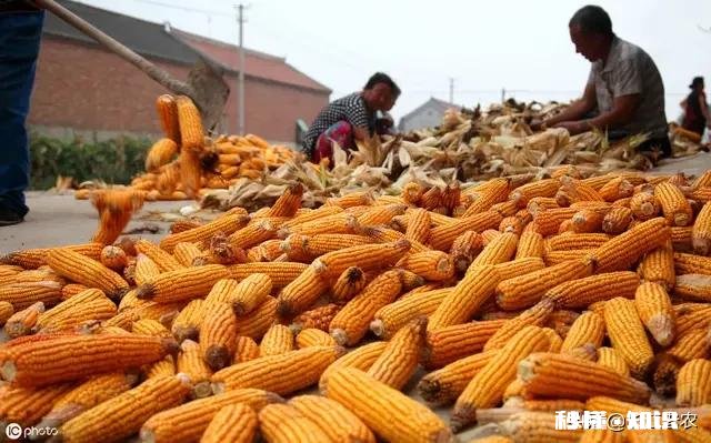 今年玉米进口量同比增长30%,会对国内玉米价格产生怎样的影响