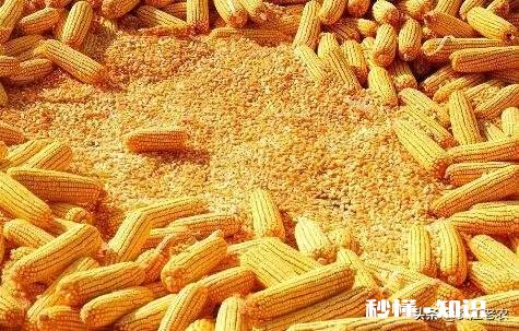 今年玉米进口量同比增长30%,会对国内玉米价格产生怎样的影响