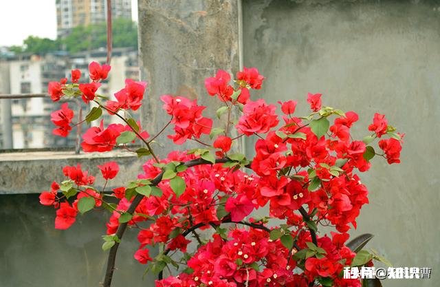 三角梅春天怎养护