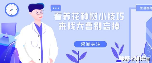 三角梅春天怎养护