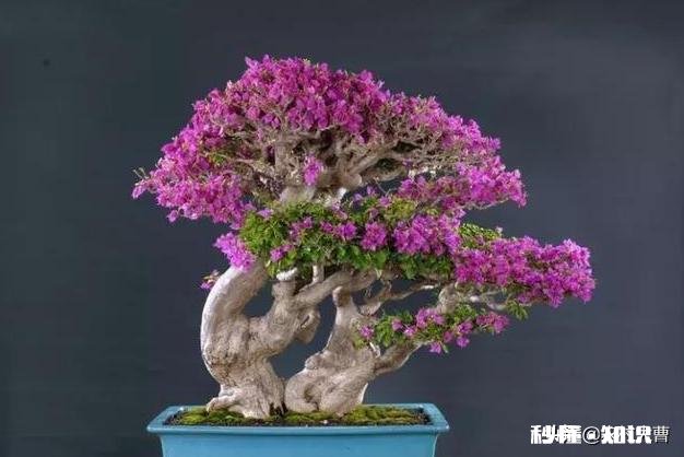 三角梅春天怎养护