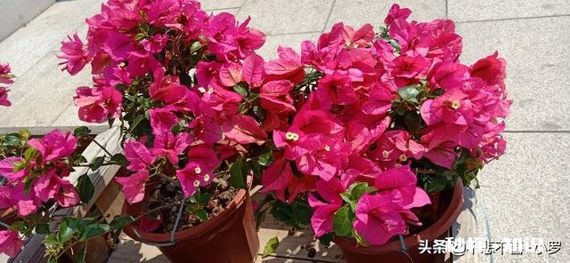 三角梅春天怎养护