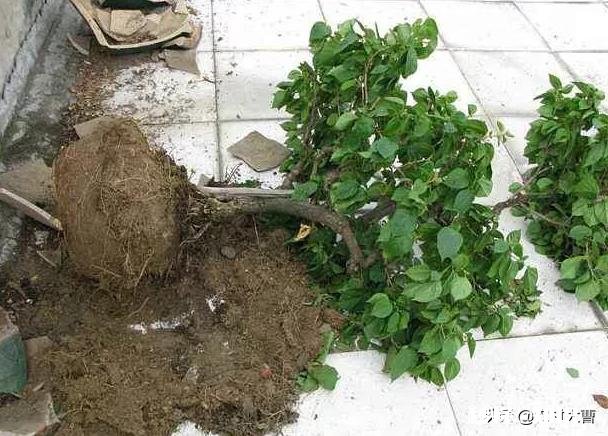 三角梅春天怎养护