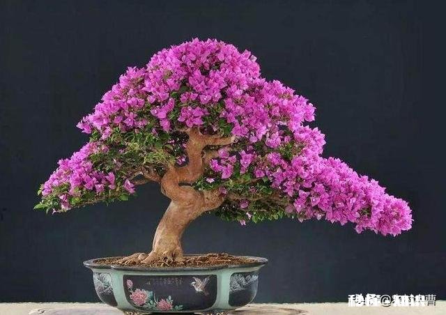 三角梅春天怎养护