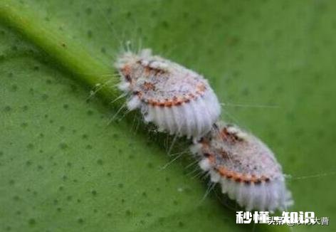 三角梅春天怎养护