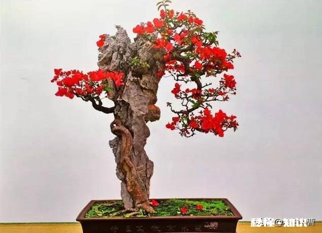 三角梅春天怎养护