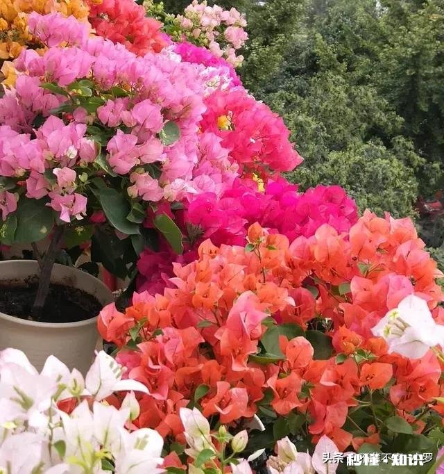 三角梅春天怎养护