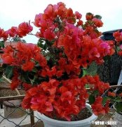 三角梅春天怎养护