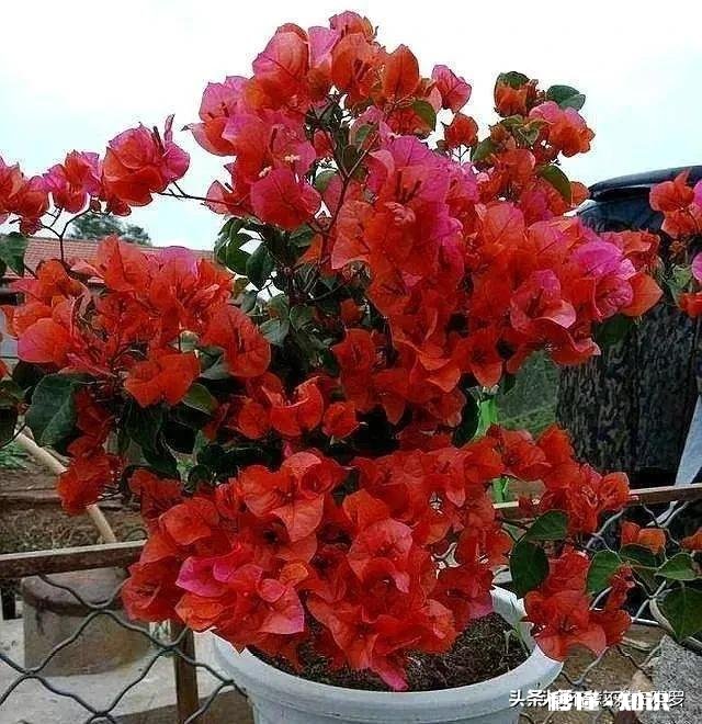 三角梅春天怎养护