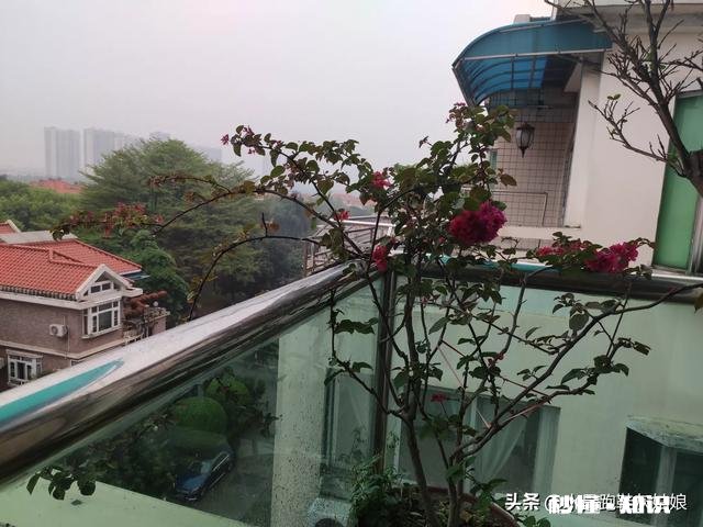 三角梅春天怎养护