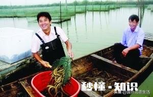 高密度工厂化养殖黄鳝真的亩产能上万公斤吗