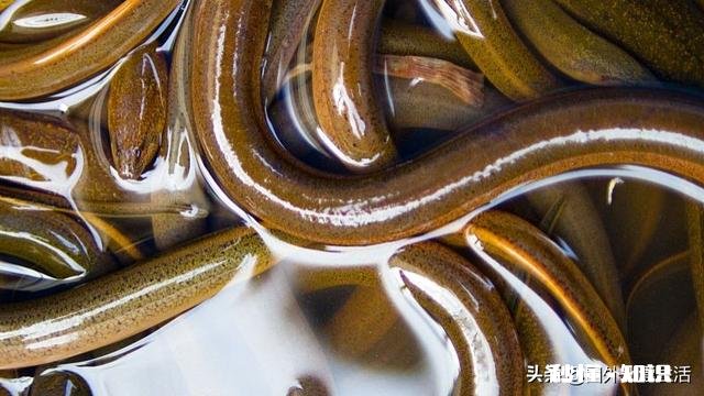 高密度工厂化养殖黄鳝真的亩产能上万公斤吗