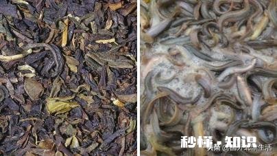 高密度工厂化养殖黄鳝真的亩产能上万公斤吗