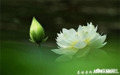 上联：月影竹影草上迎，下联应该怎么对