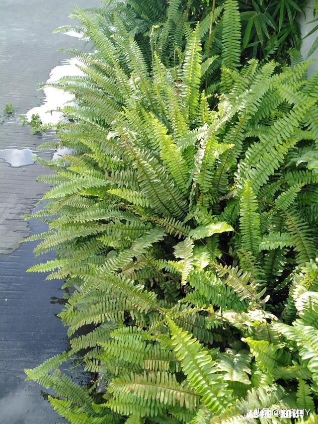 吃鸡蛋恶心想吐是怀孕吗