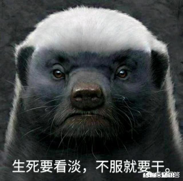 你们有什么特逗的表情包。大家懂吧，表情包一时爽，一直用一直爽