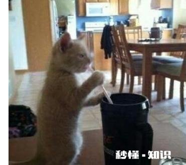 哪些笑话曾让你大半夜“笑出猪叫”