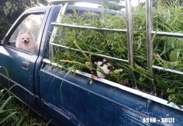 哪些笑话曾让你大半夜“笑出猪叫”