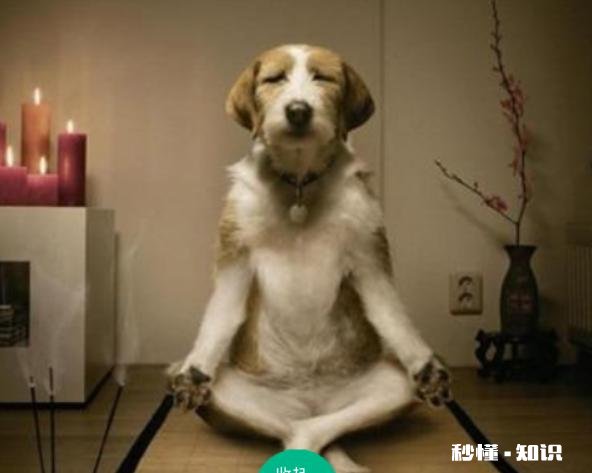 哪些笑话曾让你大半夜“笑出猪叫”