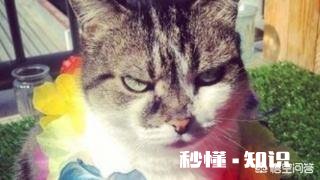 哪些笑话曾让你大半夜“笑出猪叫”