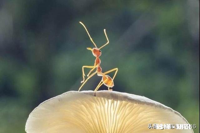 人的一生和蚂蚁的一生有什么区别