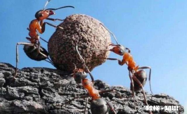 人的一生和蚂蚁的一生有什么区别