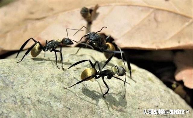 人的一生和蚂蚁的一生有什么区别