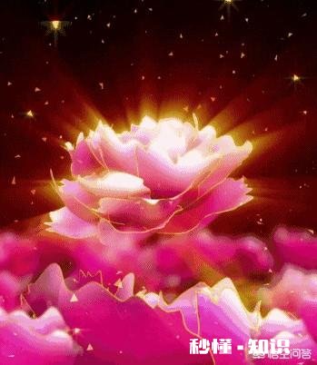 如果每个人的记忆都只有7秒，你最想记住的是谁