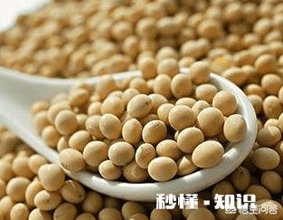 生黄豆和猪苦胆能治疗咳嗽吗