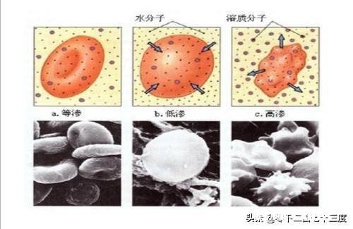 为什么死海的盐分这么高