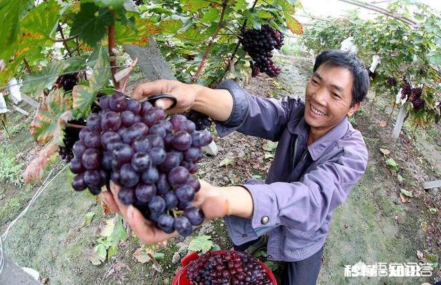 自家农产品怎么在网络上销售