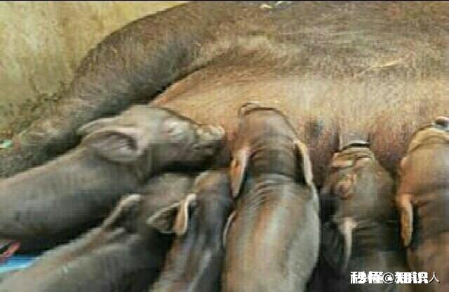 明年的养猪行业怎么样