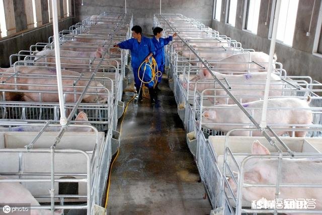 明年的养猪行业怎么样