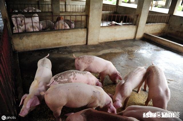 明年的养猪行业怎么样
