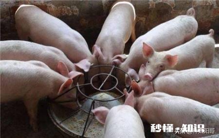 明年的养猪行业怎么样