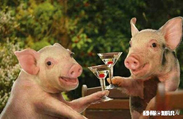 明年的养猪行业怎么样