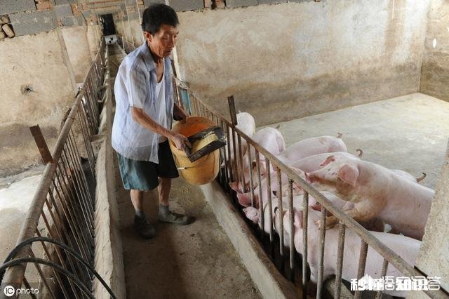 明年的养猪行业怎么样
