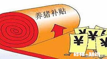 明年的养猪行业怎么样