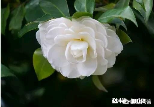 在你心烦意乱时你会找什么诉苦