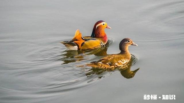 有哪位老板有孵化鸳鸯的技术麻烦提供一下好吗