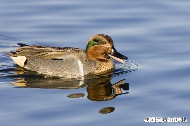 有哪位老板有孵化鸳鸯的技术麻烦提供一下好吗